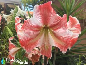 Plantas Amarilis, Amaryllis