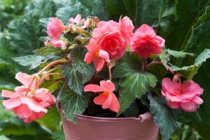 Plantas Begonia Tuberosa