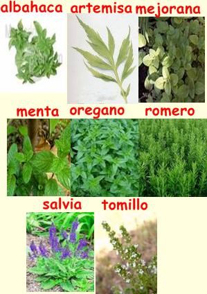 22 Plantas Medicinales Que Podemos Cultivar En Casa