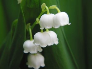 Plantas Lirio De Los Valles