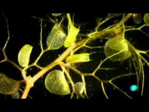 Plantas Utricularia