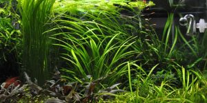 Plantas Vallisneria