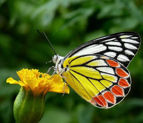 ¿Qué comen las mariposas y cómo puedes atraerlas a tu jardín