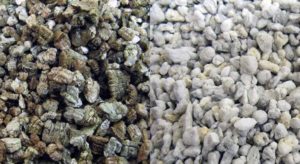 Vermiculita vs. Perlita: Similitudes, diferencias y cuál es mejor