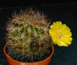 Cactus Acanthocalycium