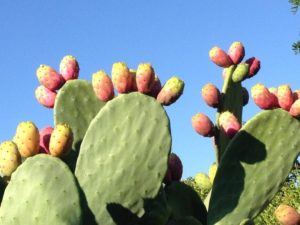 Cactus Chumbera