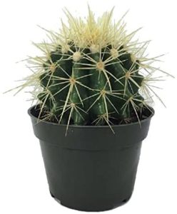 Cactus Equinocactus