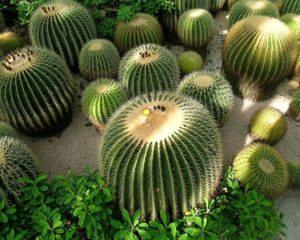 Cactus Erizo