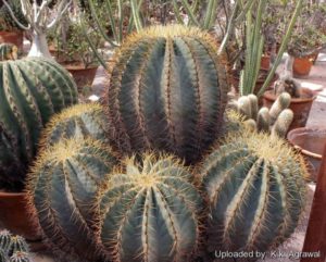 Cactus Ferocactus Glaucescens