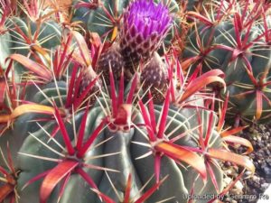 Cactus Ferocactus Latispinus