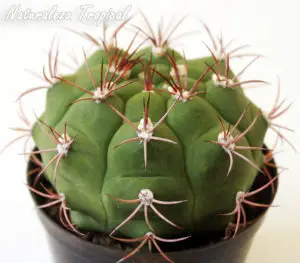 Cactus Gymnocalycium