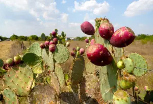 Cactus Higos Chumbos