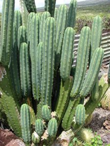 Cactus Huachuma