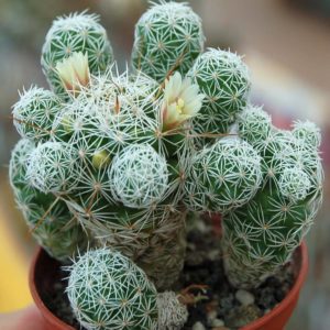 Cactus Mammillaria Gracilis