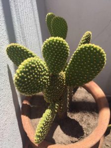 Cactus Orejas De Conejo