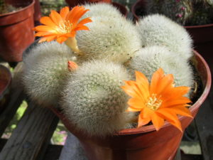 Cactus Rebutia