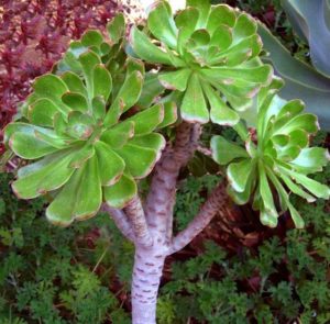 Planta Aeonium