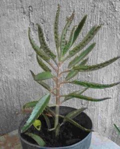 Planta Calanchoe