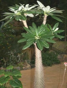 Planta Pachypodium Lamerei