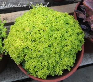 Planta Sedum