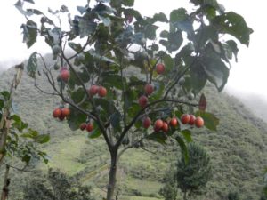 Plantas áRbol Del Tomate