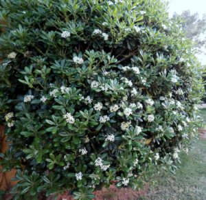 Plantas Azahar De La China