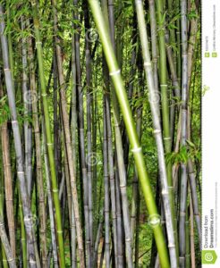 Plantas Bambu Gigante