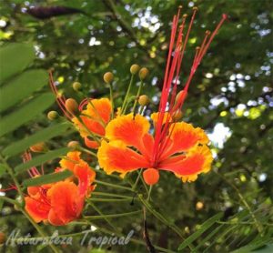 Plantas Caesalpinia