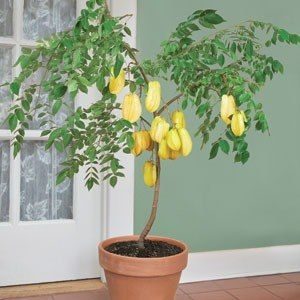 Plantas Carambola