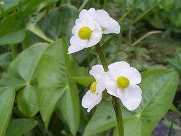 Plantas Cola De Golondrina