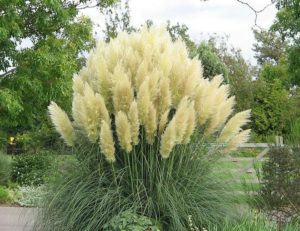 Plantas Cola De Zorro