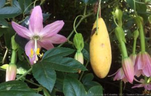 Plantas Curuba