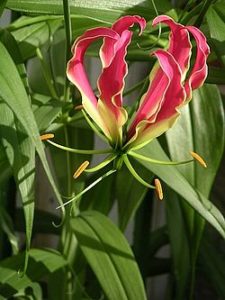 Plantas Gloriosa