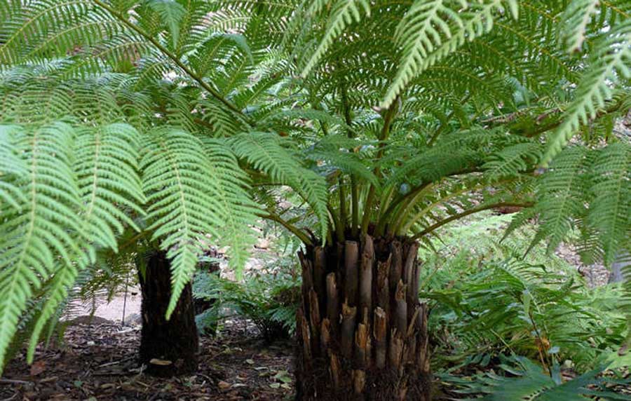 Get to know the 【OFFERS on Tree Fern Plants】 Enter!