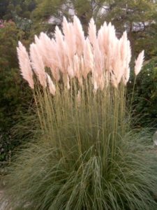 Plantas Hierba De La Pampa