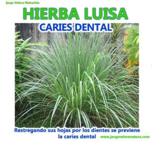 Plantas Hierbaluisa