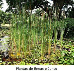 Plantas Junco