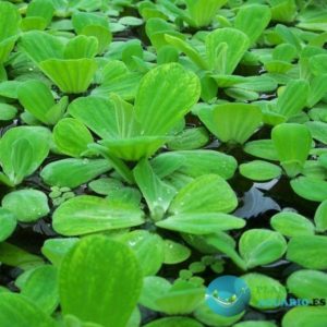 Plantas Lechuga De Agua