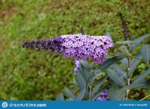 Plantas Lila De Verano