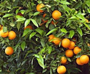 Plantas Naranjo Amargo