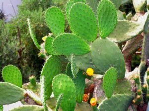 Plantas Nopal