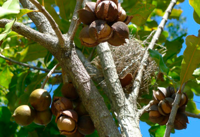 Descubre nuestras 【OFERTAS en Plantas Nuez De Macadamia