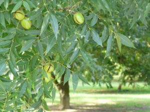 Plantas Nuez PecáN