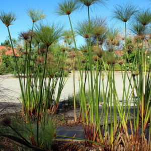 Plantas Papiro