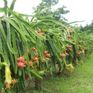 Plantas Pitahaya