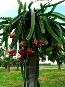 Plantas Pitaya