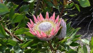 Plantas Protea