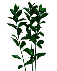Plantas Ruscus