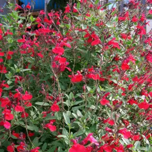Plantas Salvia Roja