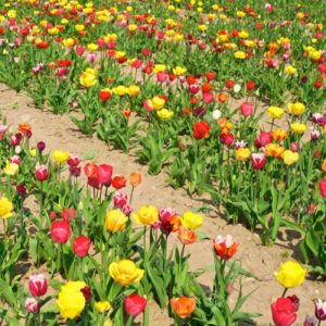 Plantas Tulipanes